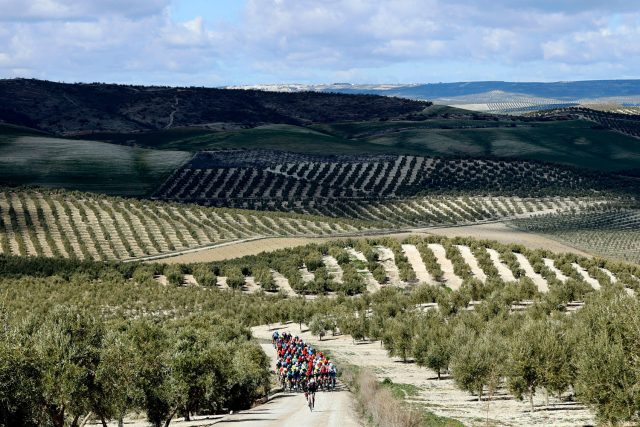 El Mar de Olivos, durante la anterior edición de la Clásica Jaén Paraíso Interior. (c) Sprint Cycling