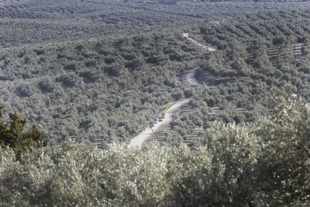 El Mar de Olivos embellece la Clásica Jaén Paraíso Interior. (c) Sprint Cycling