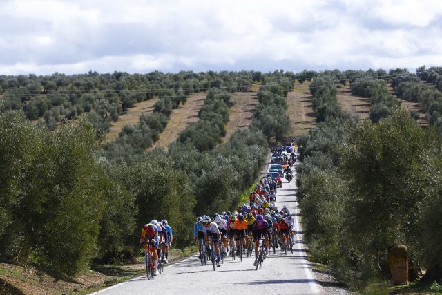El pelotón de la Clásica Jaén Paraíso Interior 2024 rueda en el Mar de Olivos. Foto de Sprint Cycling Agency