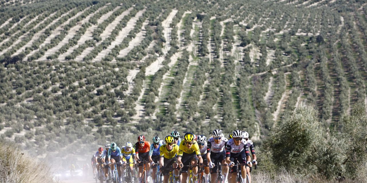 BALAM Agriculture, el gregario del olivar