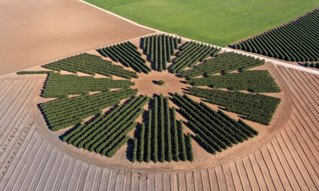 Ensayo de orientaciones para optimizar el cultivo de olivar realizado por BALAM Agriculture.