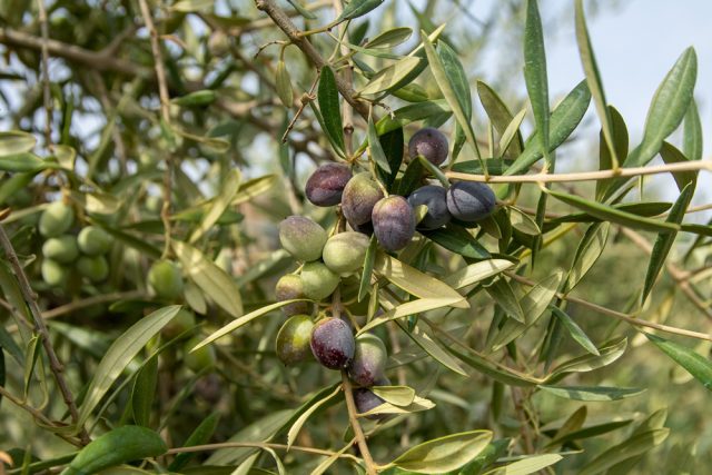 Un fruto de la variedad Sultana, "la evolución del origen"